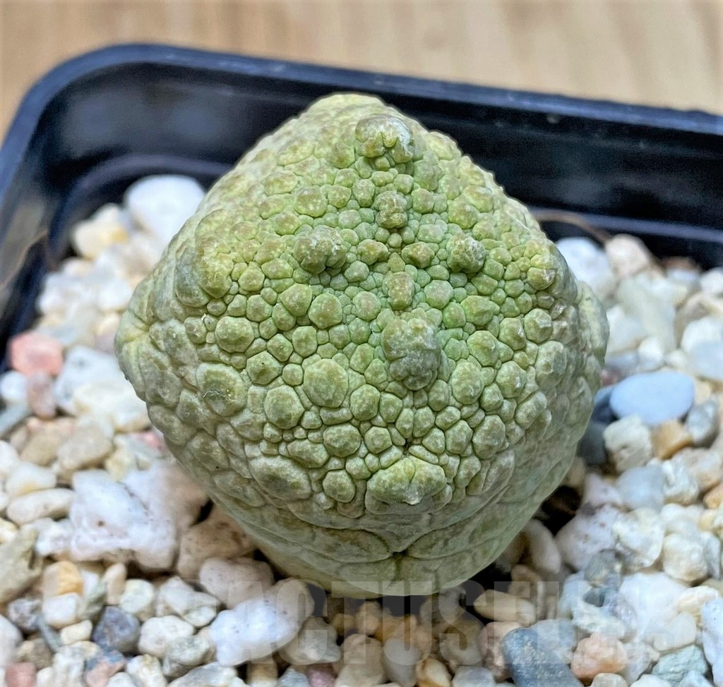 SHPR40752 Pseudolithos cubiformis - Image 2