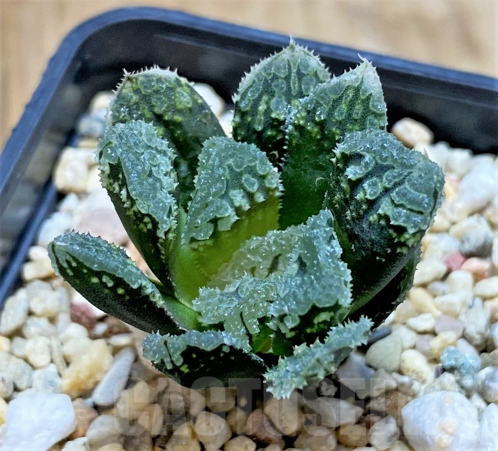 SHPR40884 Haworthia 'Gorbi' hybrid F2