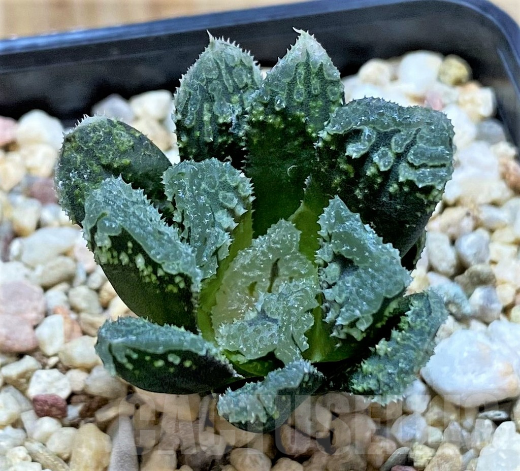 SHPR40884 Haworthia 'Gorbi' hybrid F2 - Image 2
