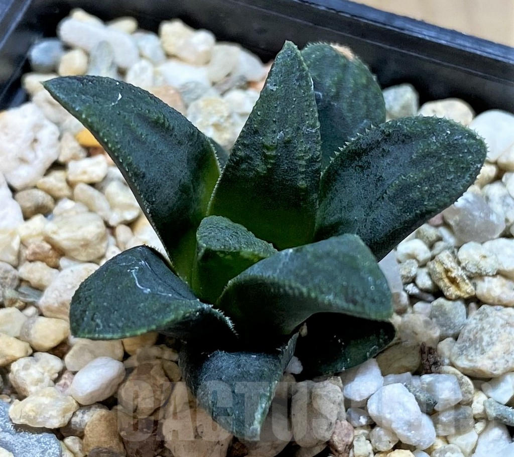 SHPR40887 Haworthia atrofusca hybrid - Image 2