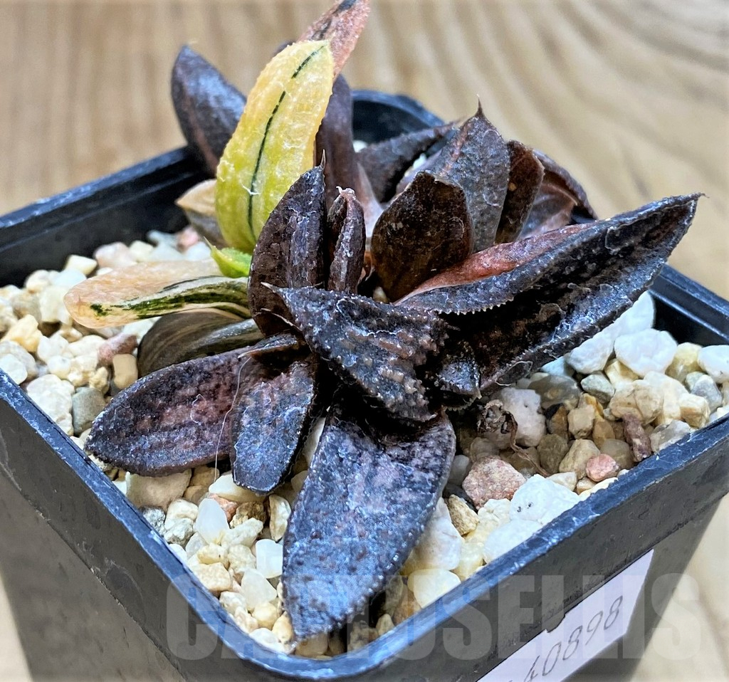 SHPR40898 Haworthia 'Kintaikyo' f. variegata - Image 2