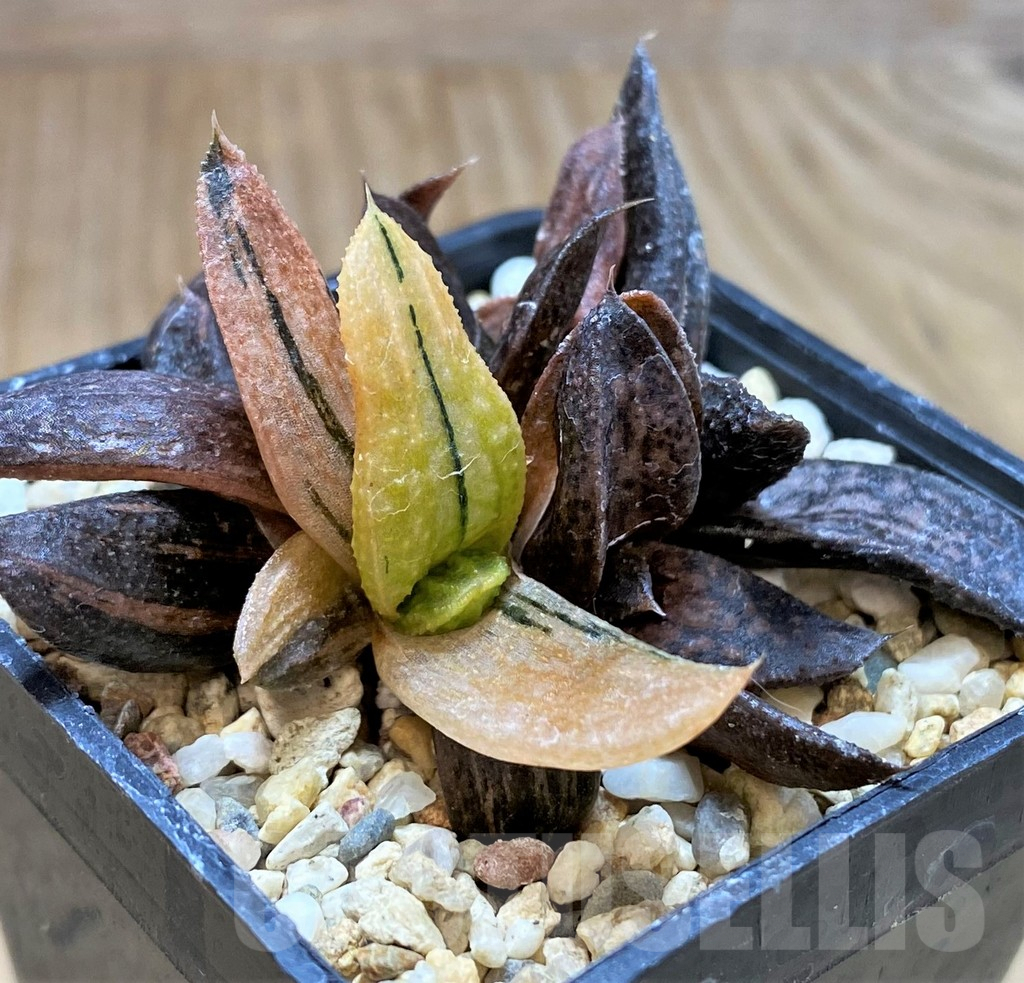 SHPR40898 Haworthia 'Kintaikyo' f. variegata