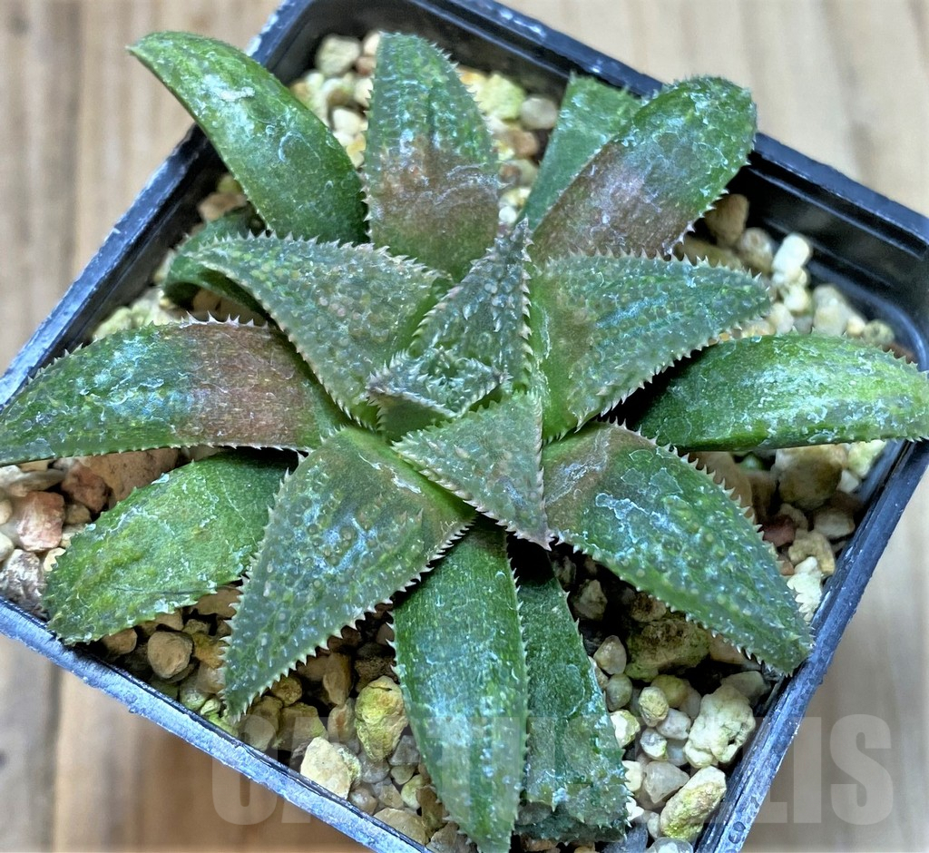 SHPR40850 Haworthia parksiana hybrid - Image 2