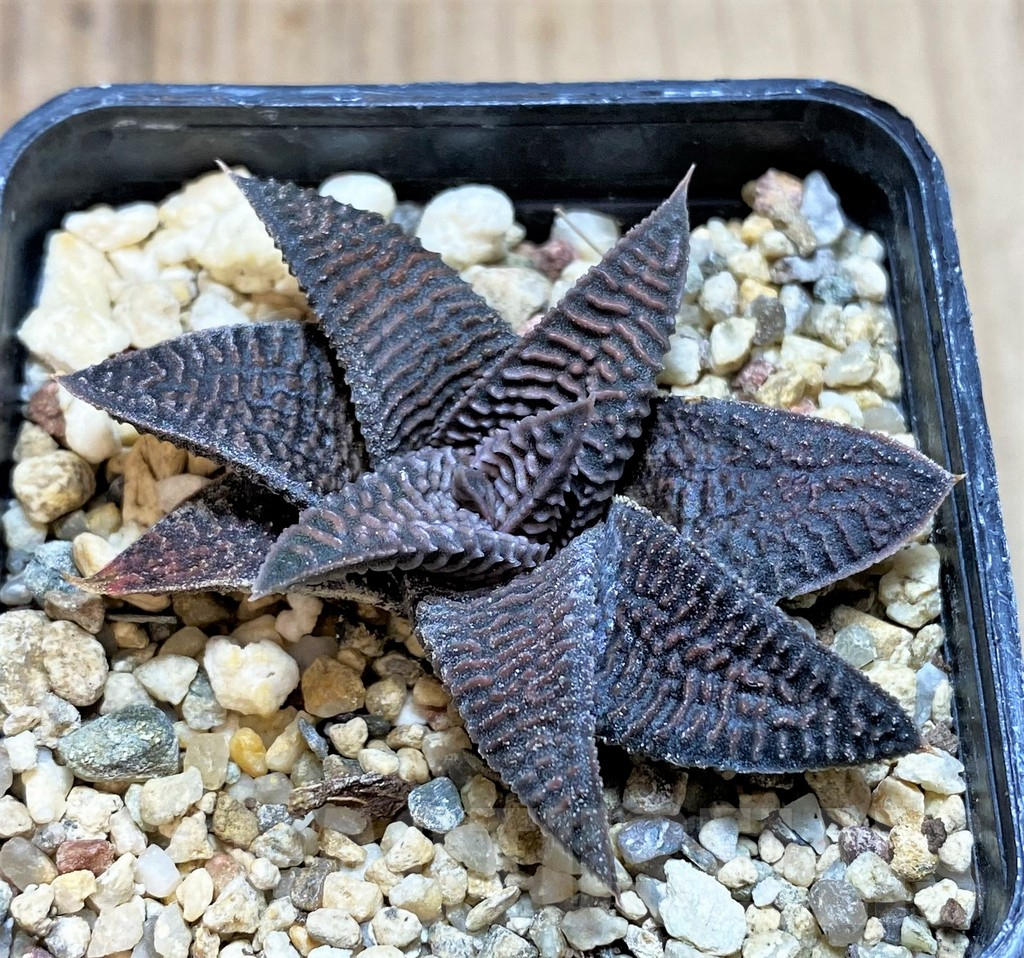 SHPR40858 Haworthia koelmaniorum x limifolia v. striata - Image 2