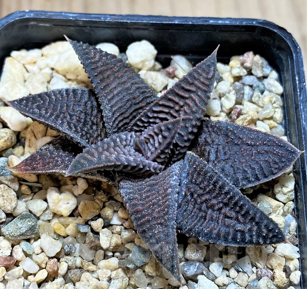 SHPR40858 Haworthia koelmaniorum x limifolia v. striata