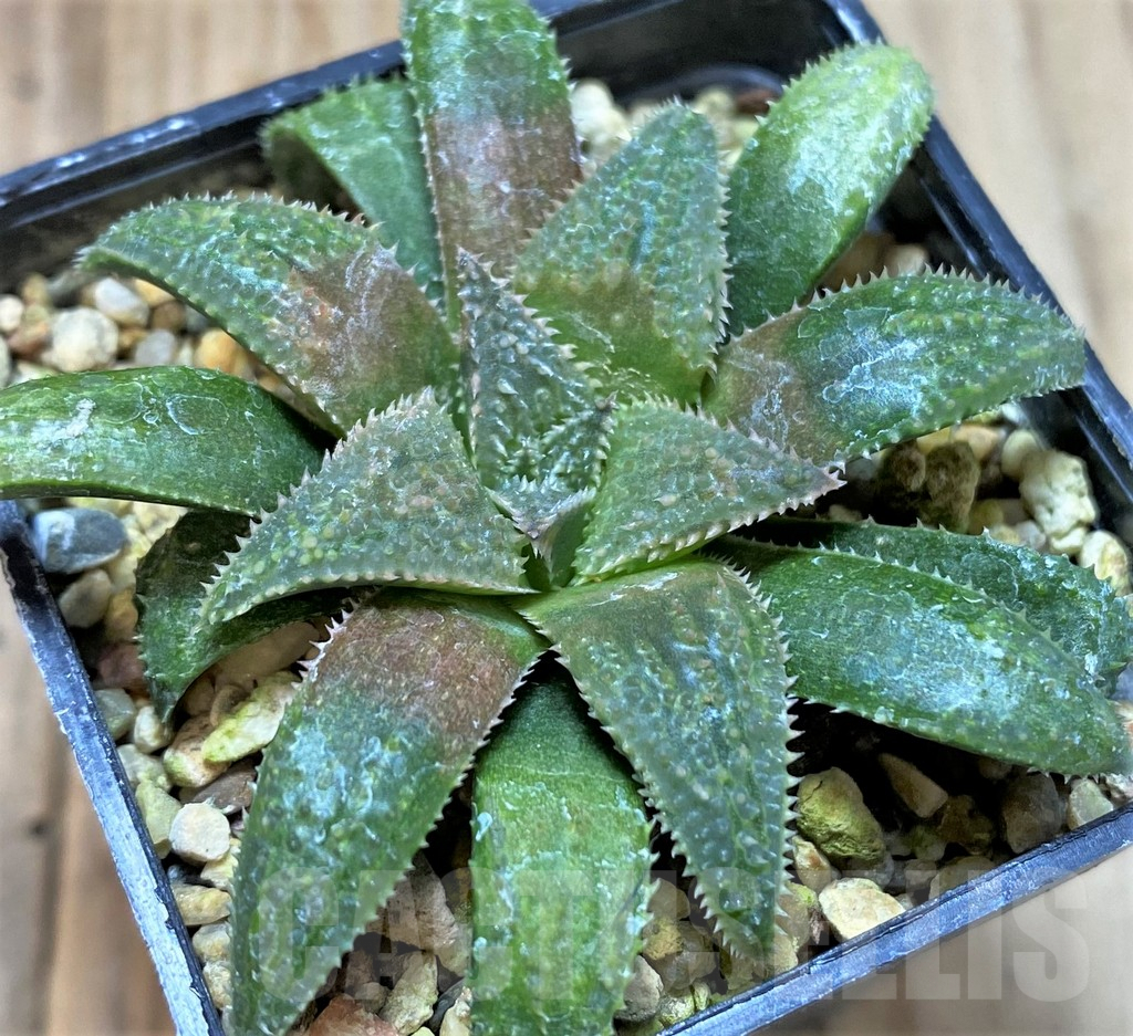 SHPR40850 Haworthia parksiana hybrid