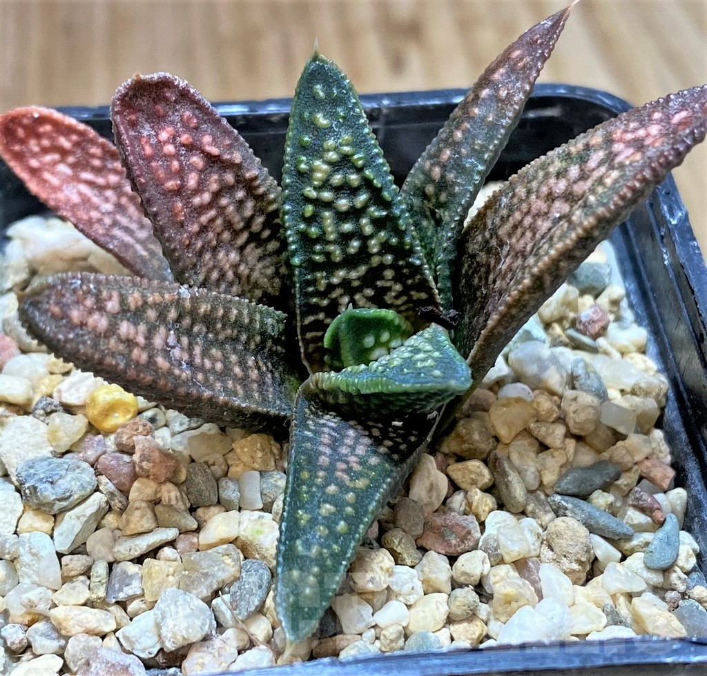 SHPR40861 Haworthia pumila x koelmaniorum - Image 2