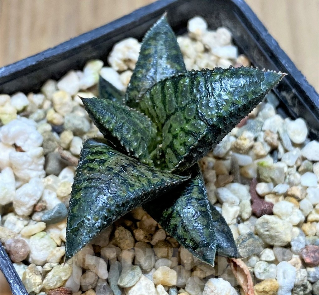 SHPR40873 Haworthia tesselata x koelmaniorum ‘Urocomado’ type1 - Image 2