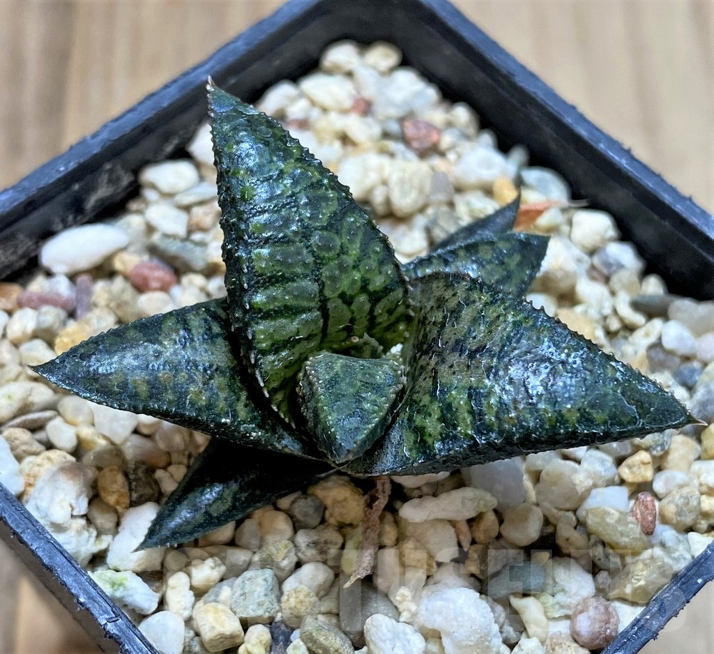 SHPR40873 Haworthia tesselata x koelmaniorum ‘Urocomado’ type1