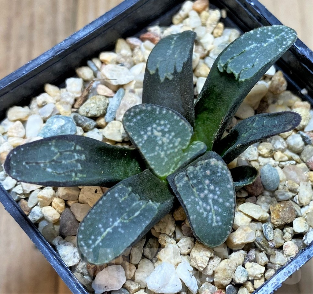 SHPR40875 Haworthia groenewaldii