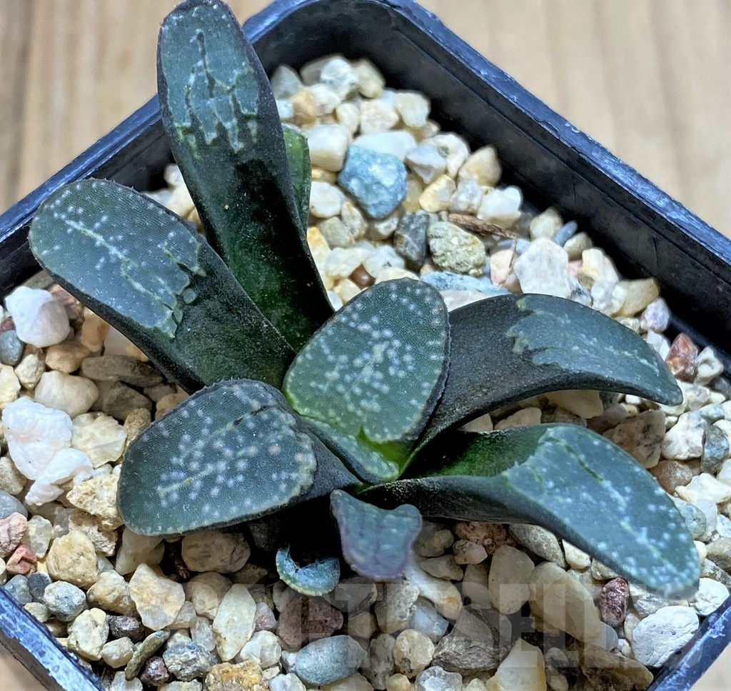SHPR40875 Haworthia groenewaldii - Image 2