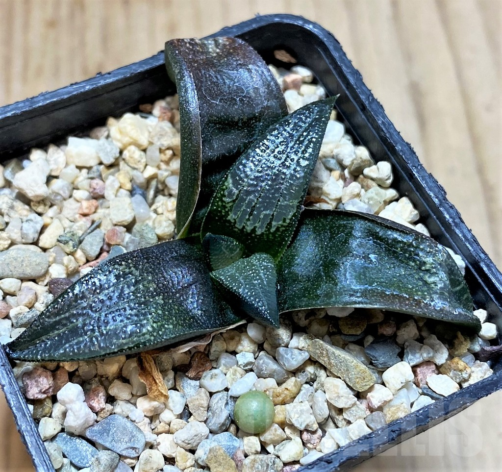 SHPR40877 Haworthia marxii hybrid - Image 2