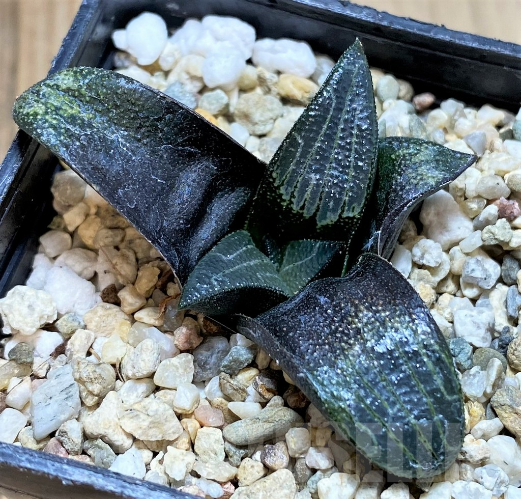 SHPR40879 Haworthia marxii hybrid