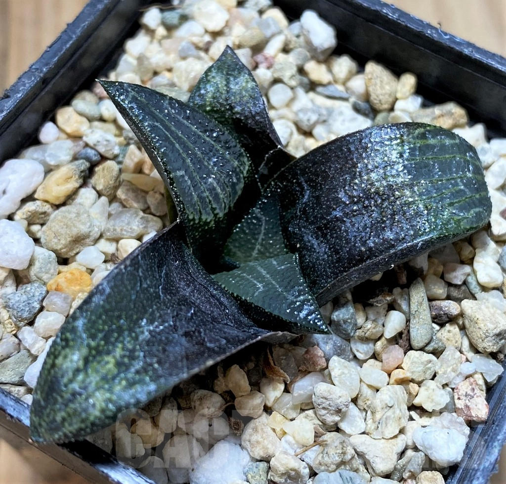SHPR40879 Haworthia marxii hybrid - Image 2