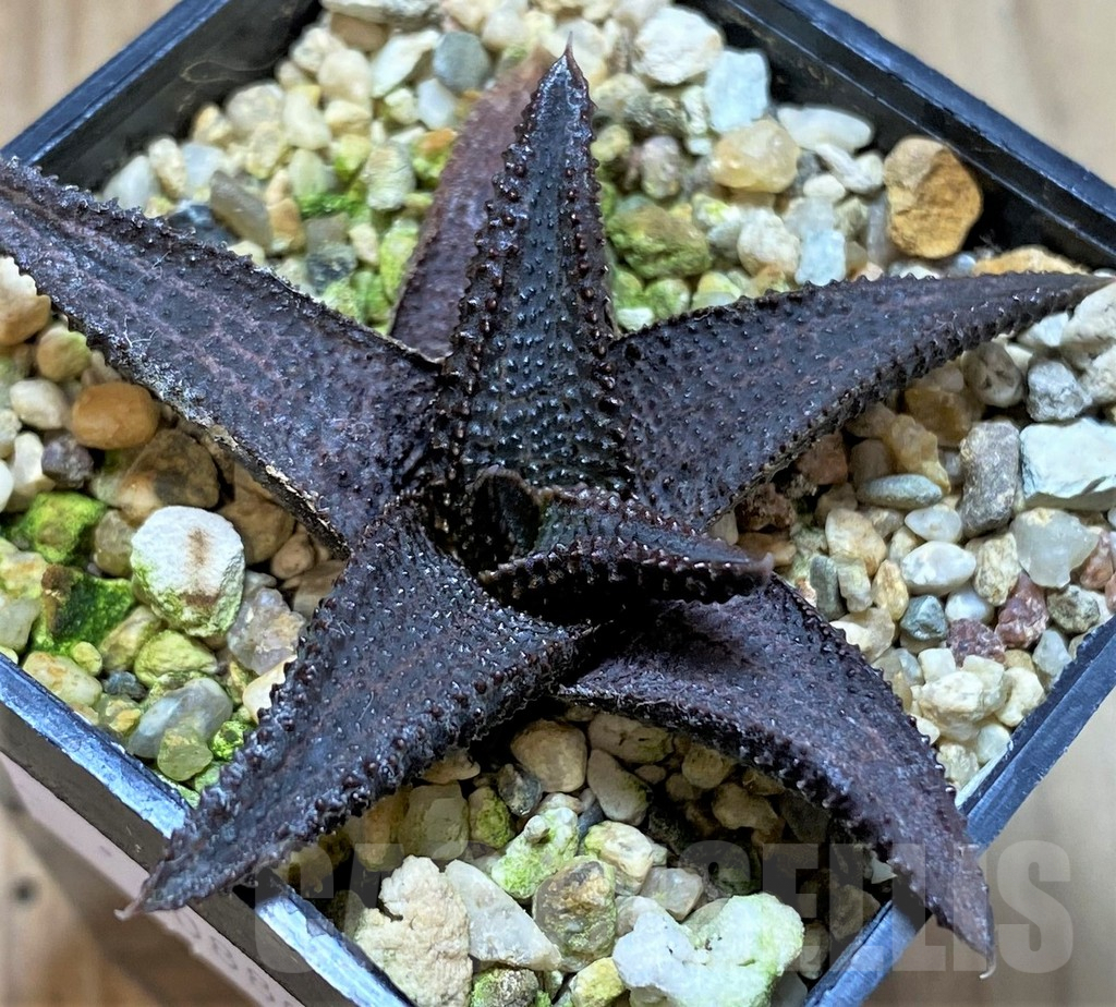 SHPR40880 Haworthia koelmaniorum - Image 2