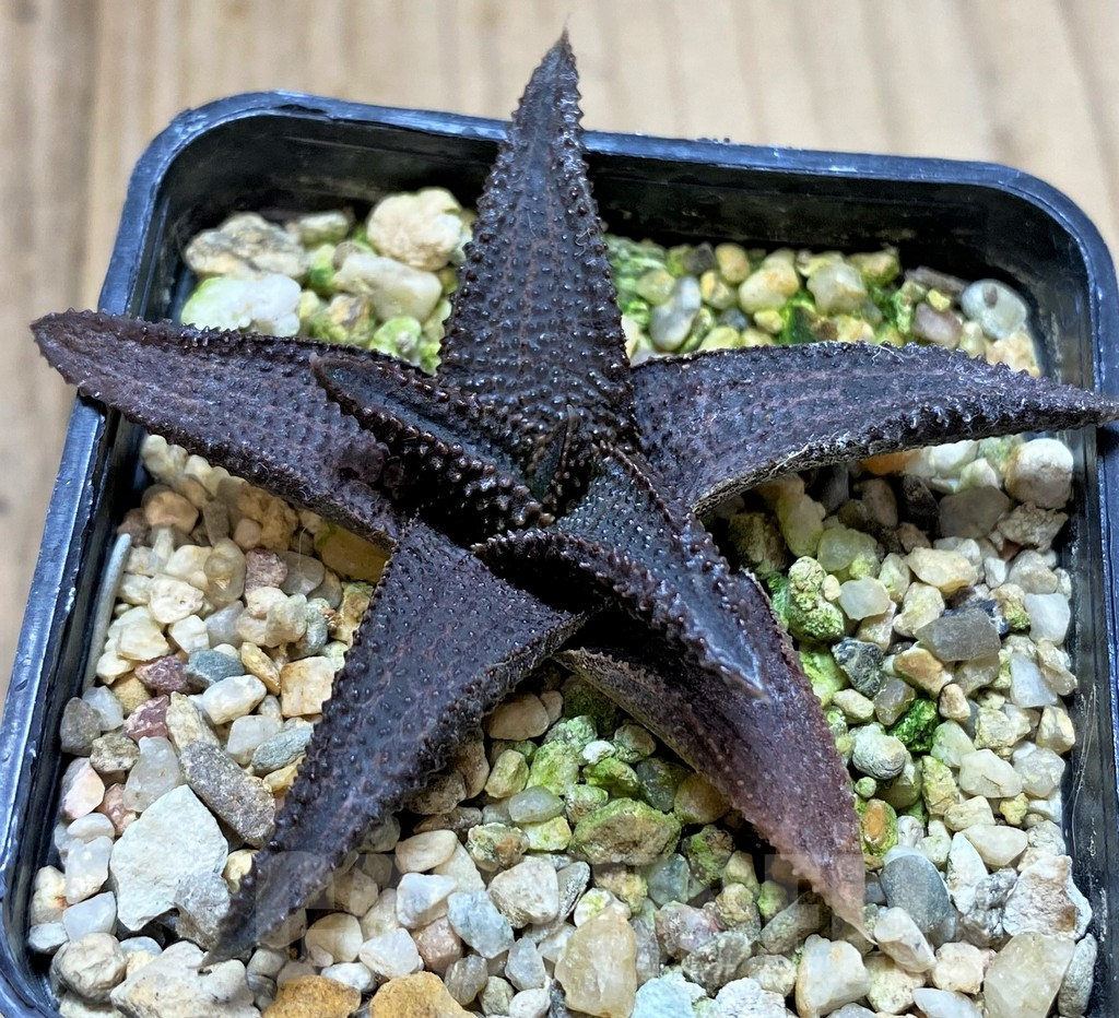 SHPR40880 Haworthia koelmaniorum