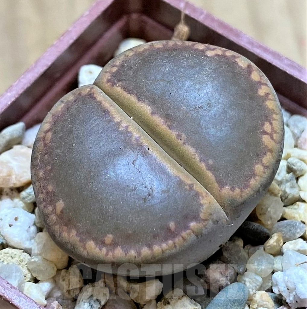 SHPR40953 Lithops aucampiae 'Nugget'