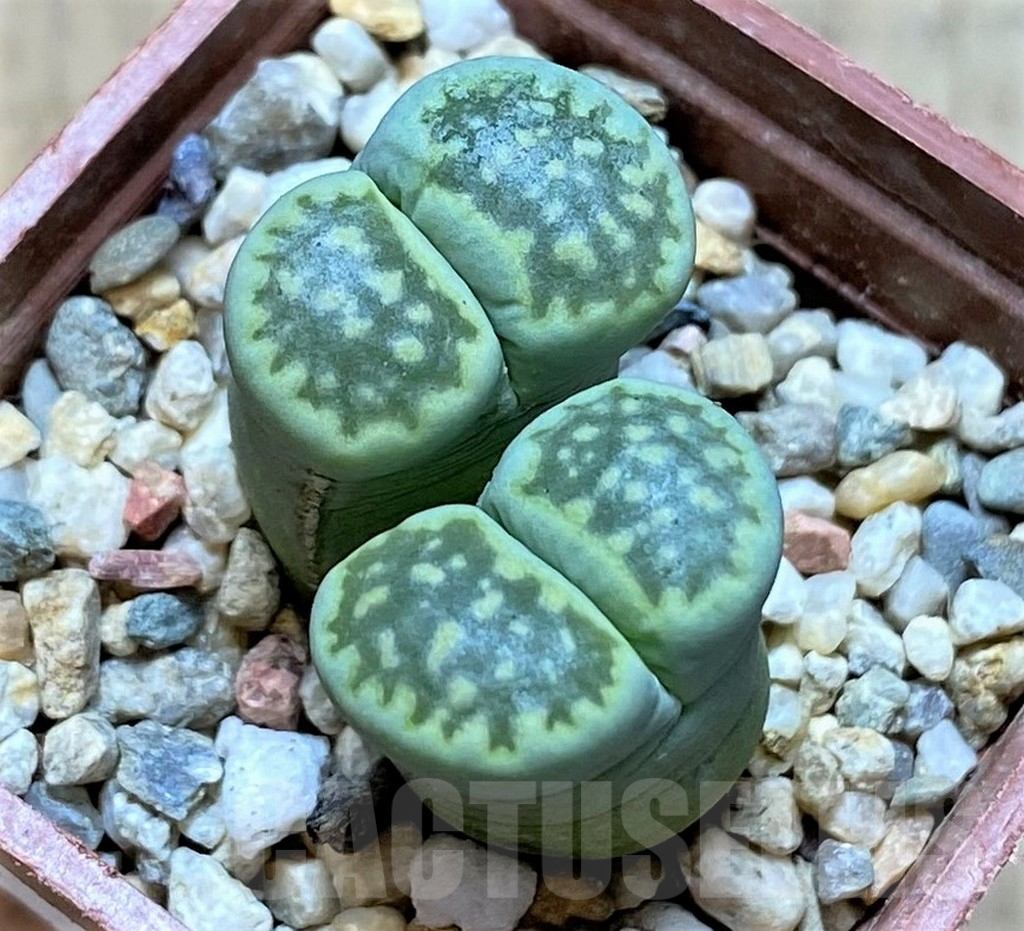 SHPR40956 Lithops salicola 'Malachite'