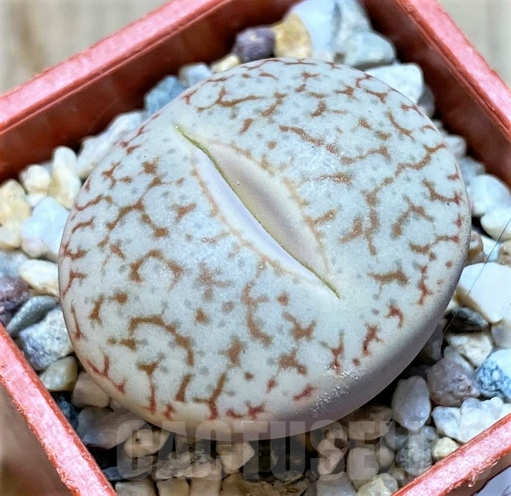 SHPR40957 Lithops pseudotruncatella