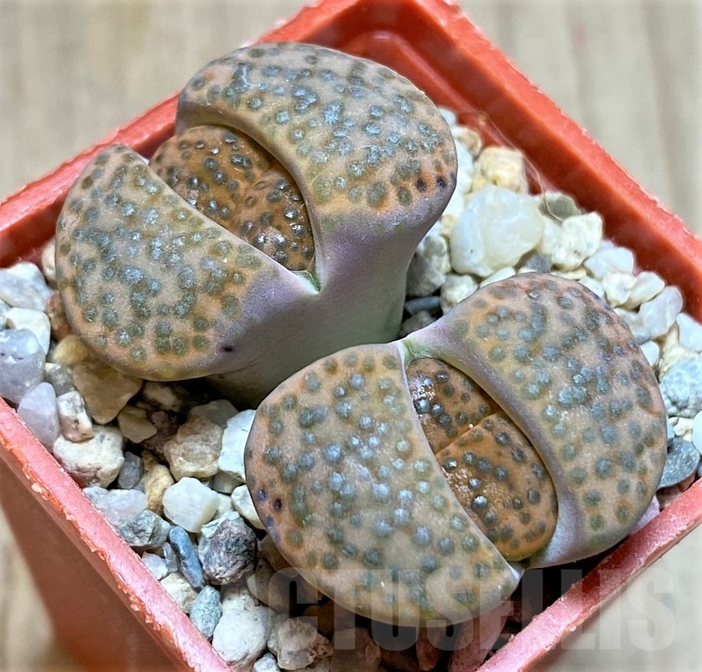 SHPR40964 Lithops fulviceps C412