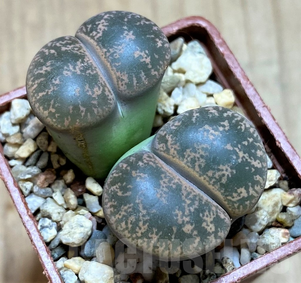 SHPR40965 Lithops lesliei