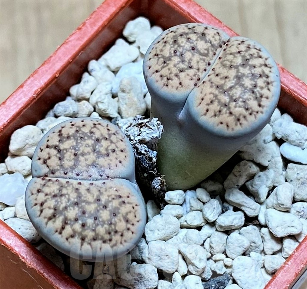 SHPR40968 Lithops verruculosa