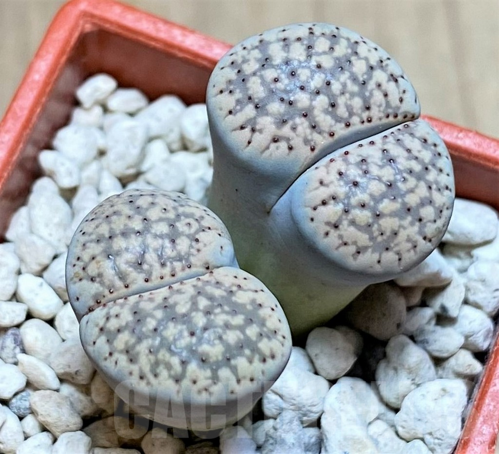 SHPR40969 Lithops verruculosa
