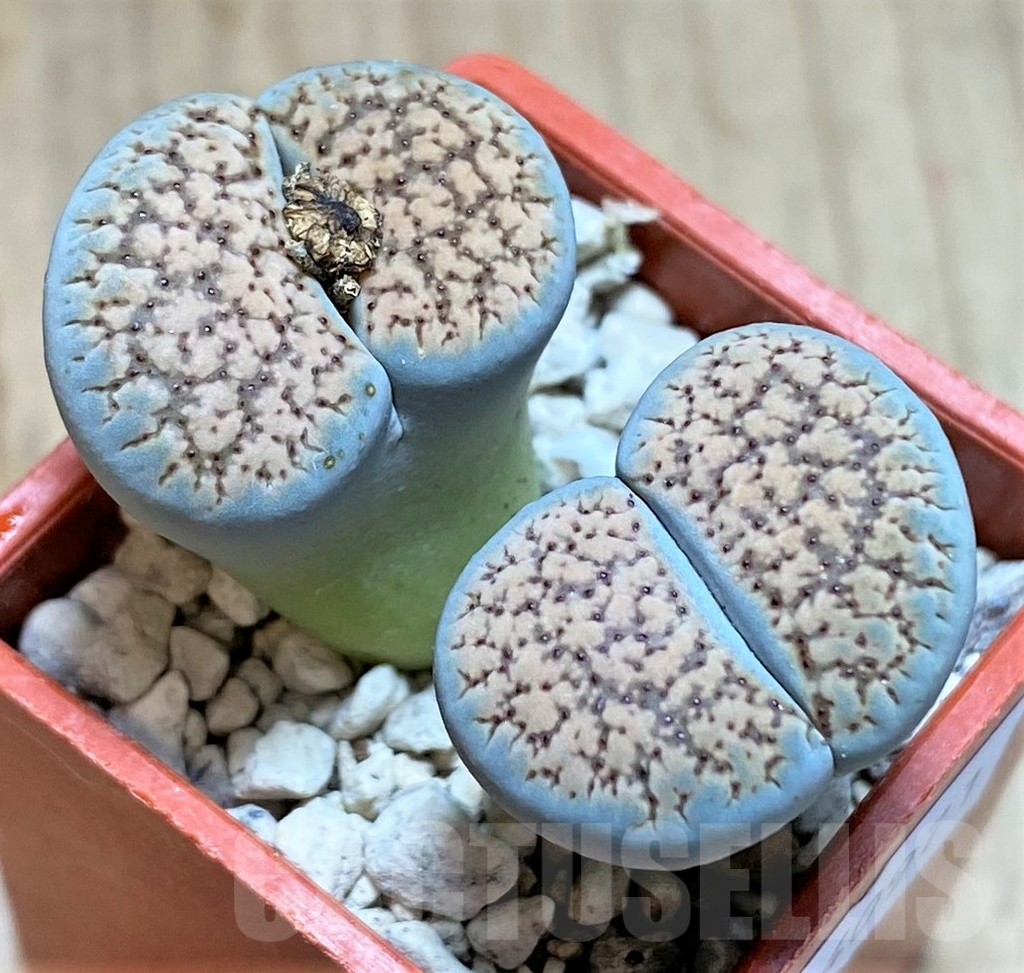 SHPR40971 Lithops verruculosa