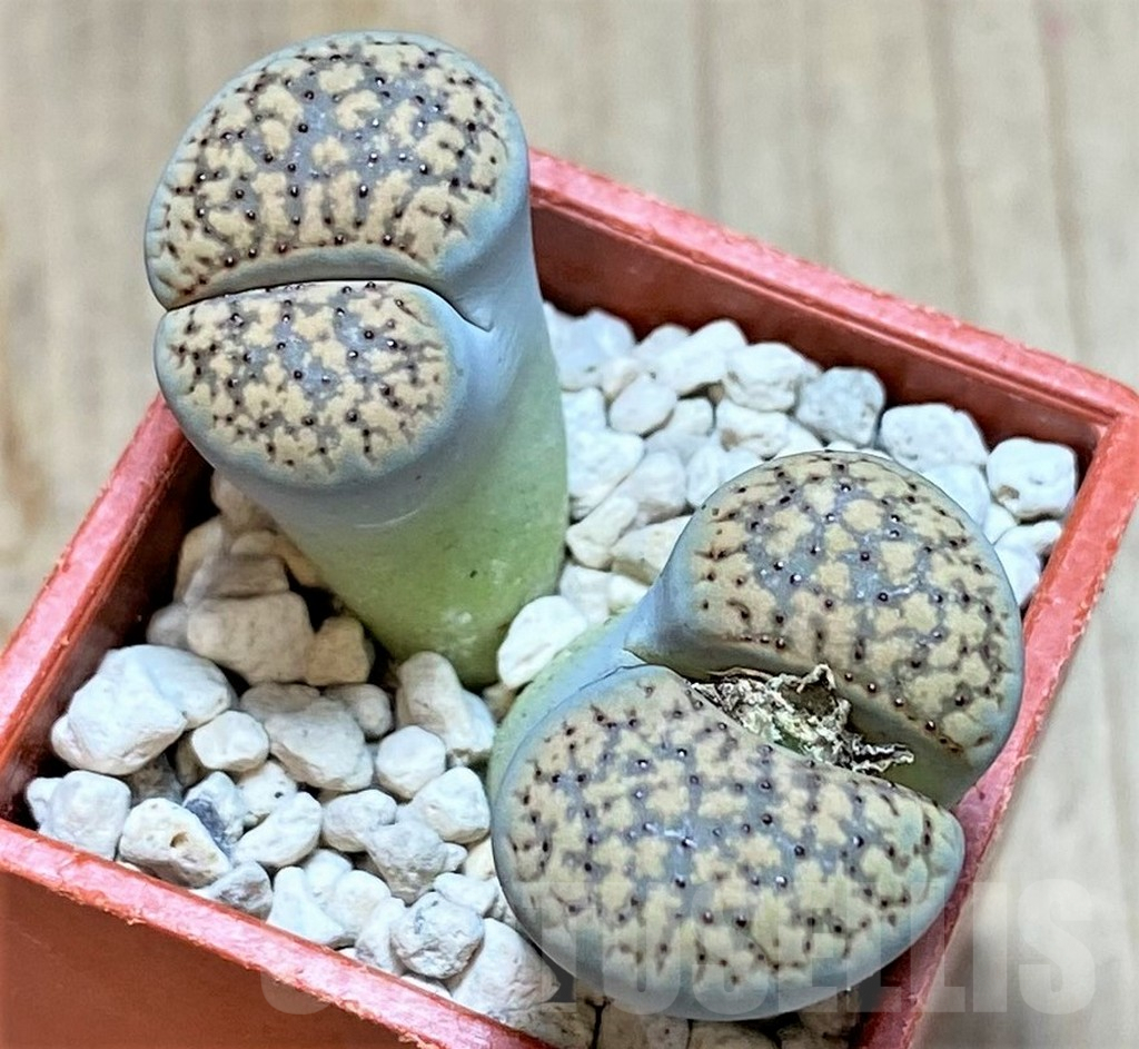 SHPR40972 Lithops verruculosa