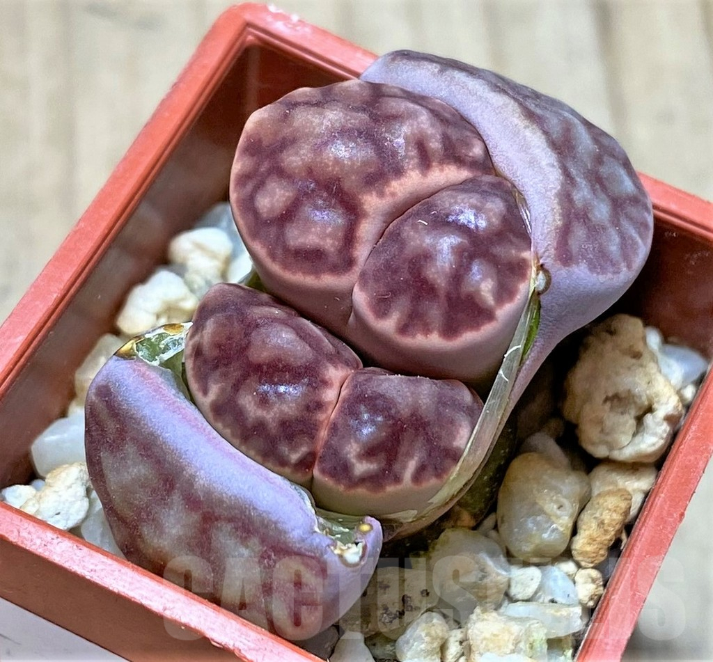 SHPR40913 Lithops bromfieldii C40 - Image 2