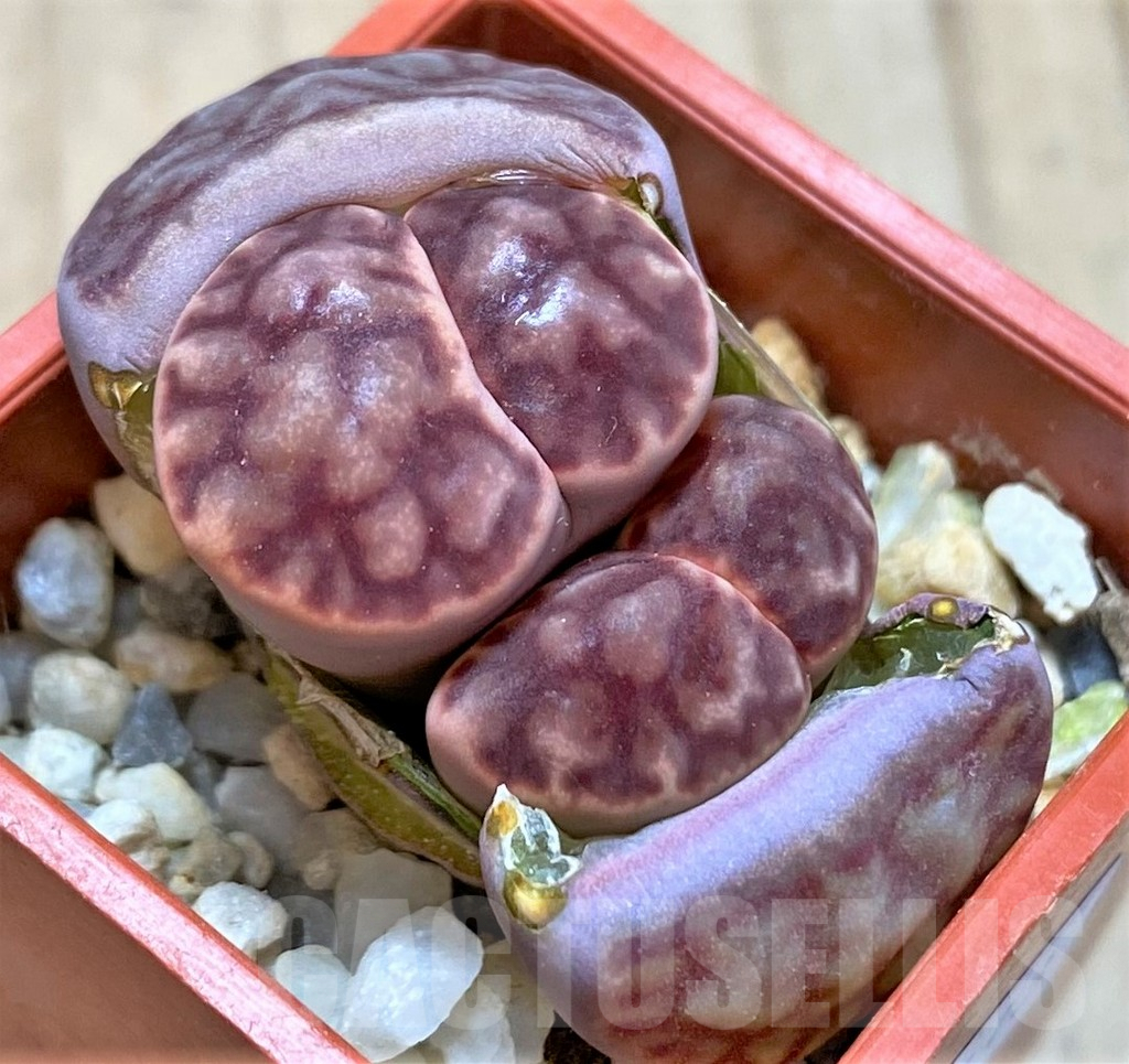 SHPR40913 Lithops bromfieldii C40