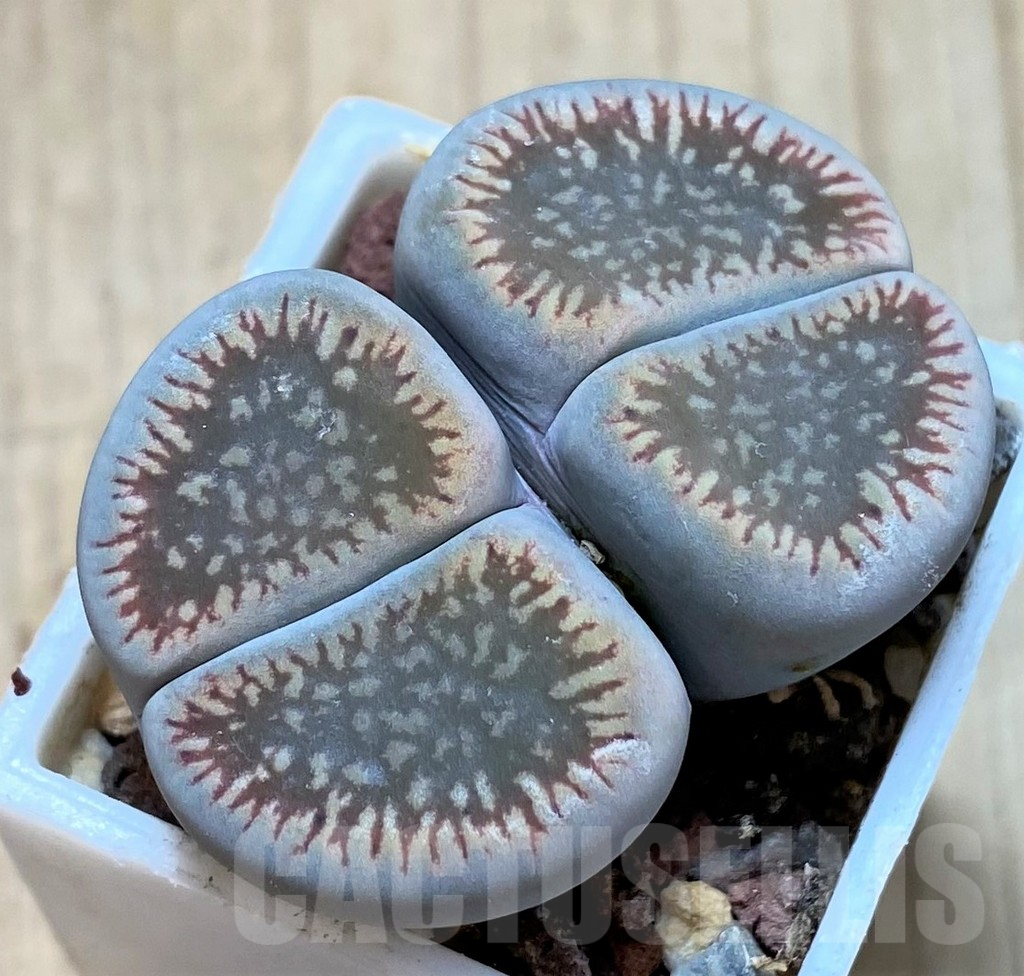 SHPR40914 Lithops aucampiae ssp. euniceae v. fluminalis