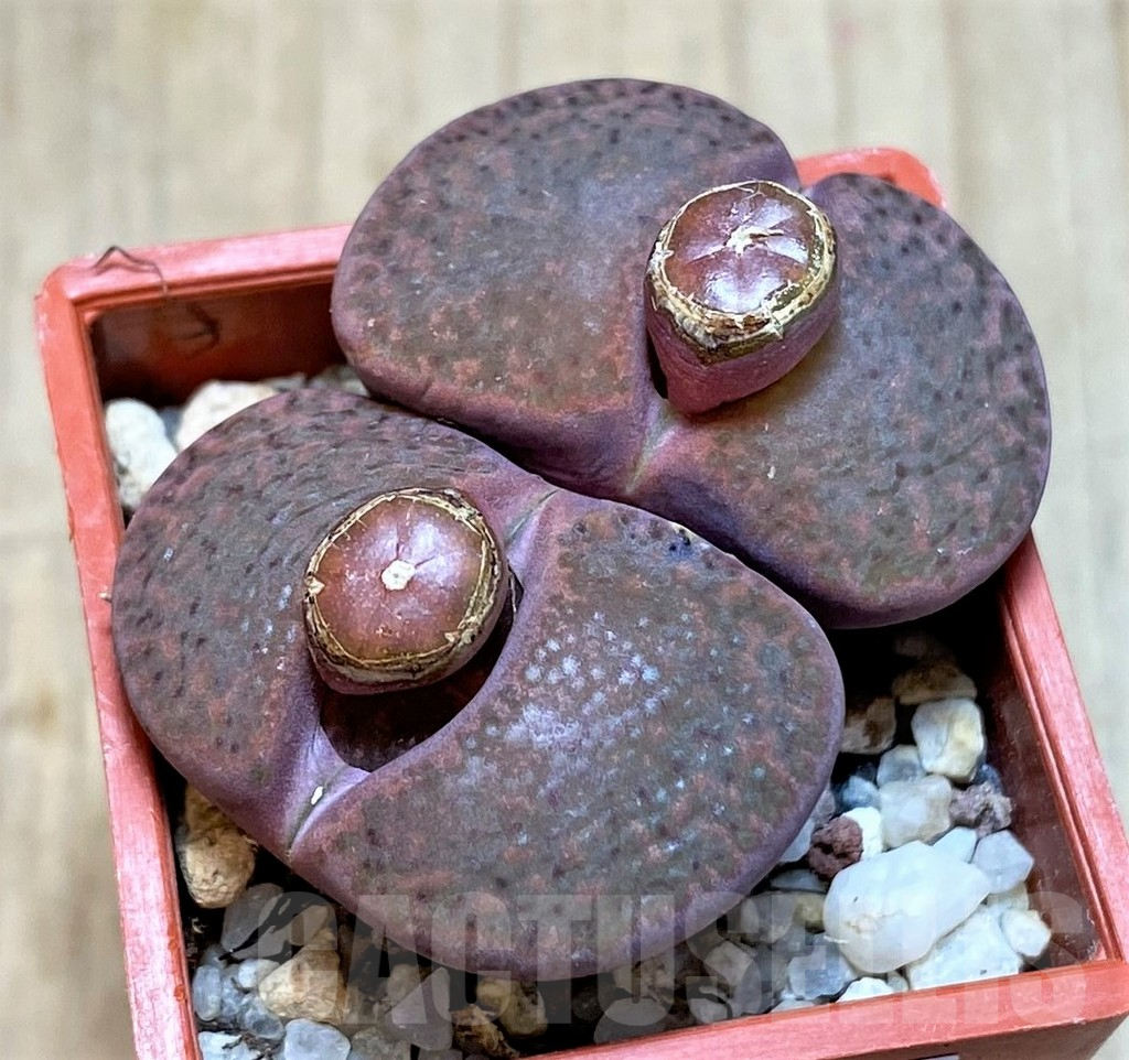 SHPR40919 Lithops bromfieldii 'Rubroroseus'