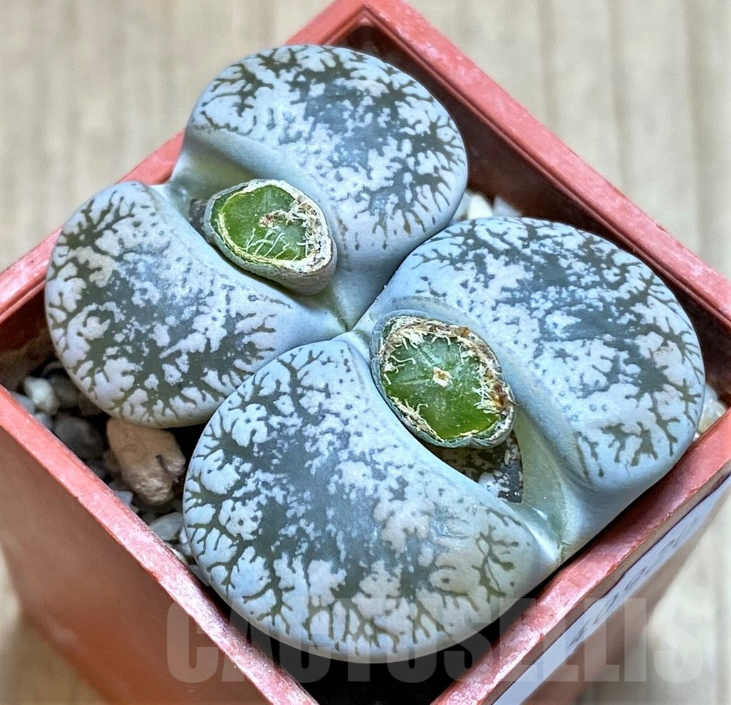 SHPR40920 Lithops lesliei v. venteri