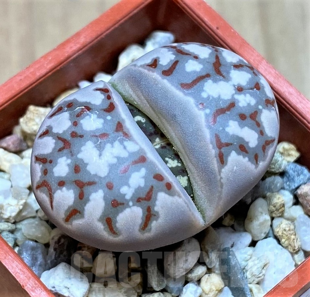 SHPR40922 Lithops dorotheae