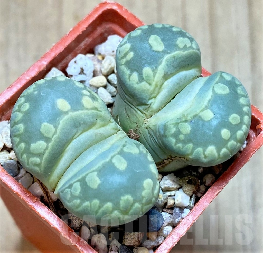 SHPR40923 Lithops otzeniana C280