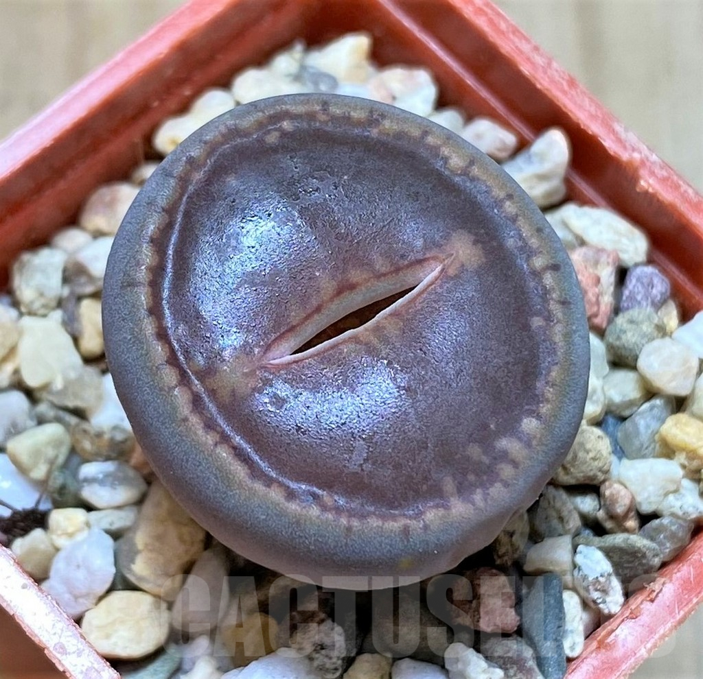 SHPR40924 Lithops aucampiae 'Large Solid Window' select form