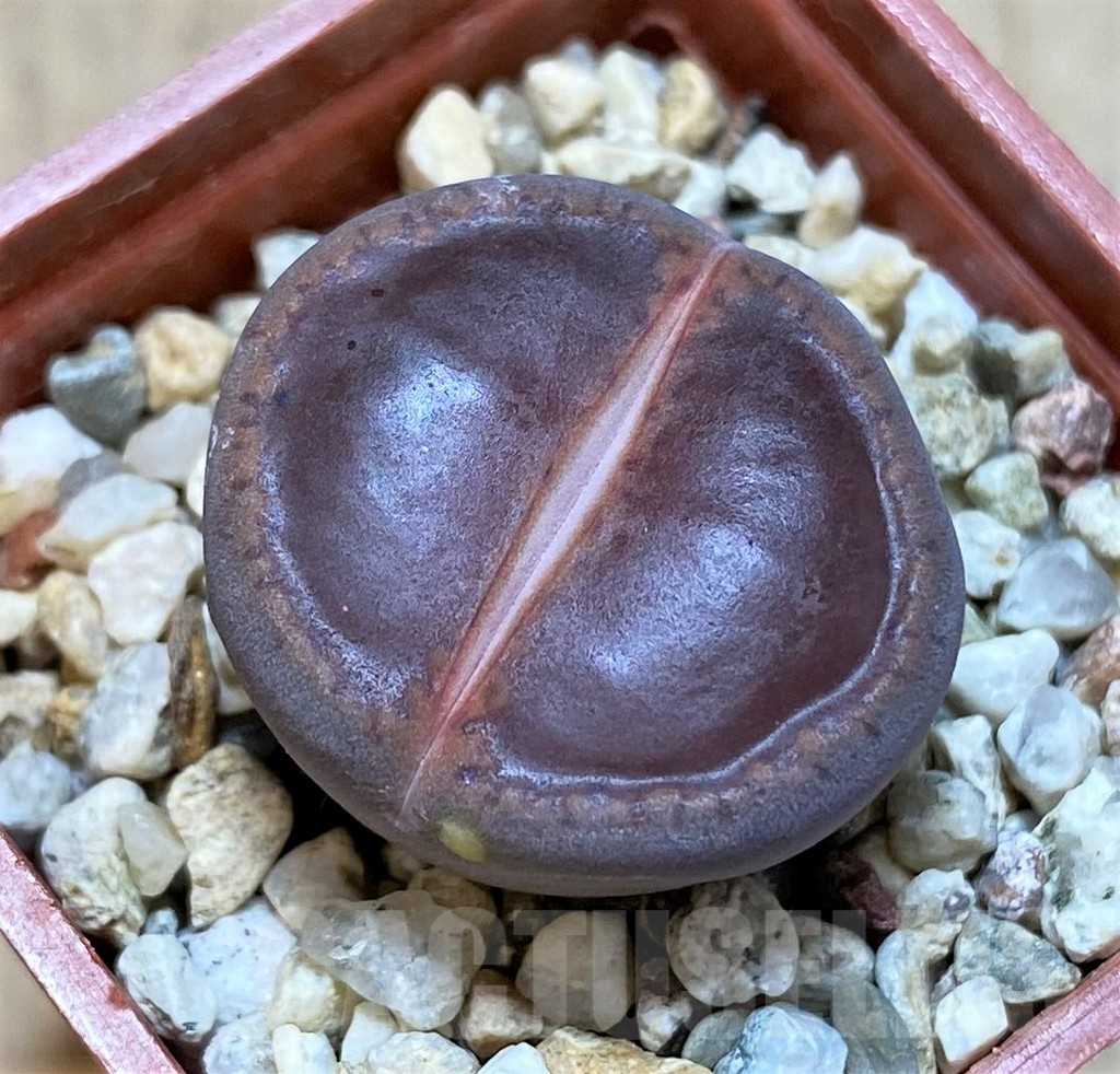 SHPR40925 Lithops aucampiae 'Large Solid Window' select form
