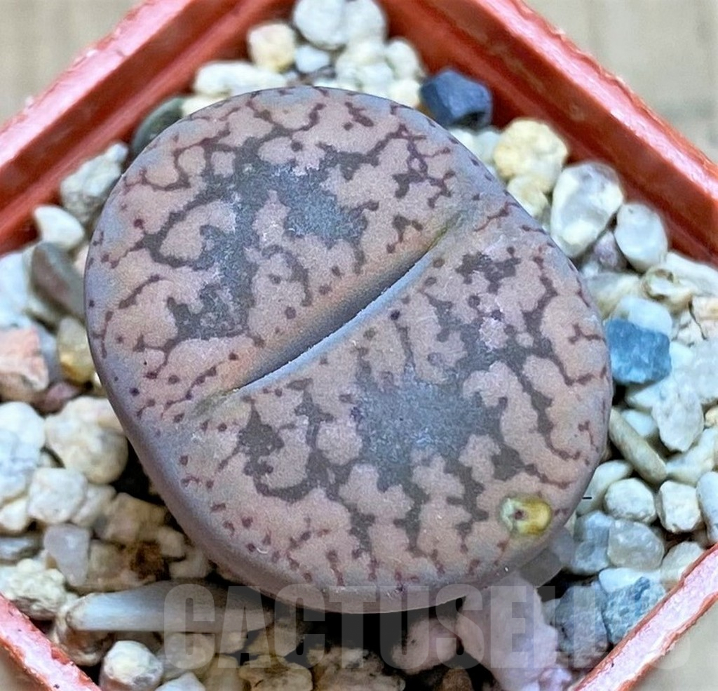 SHPR40926 Lithops aucampiae C002