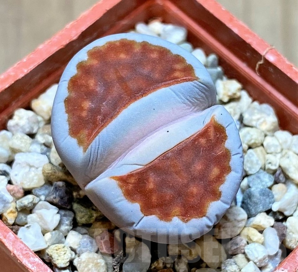 SHPR40929 Lithops karasmontana 'Lateritia', ex MG1634
