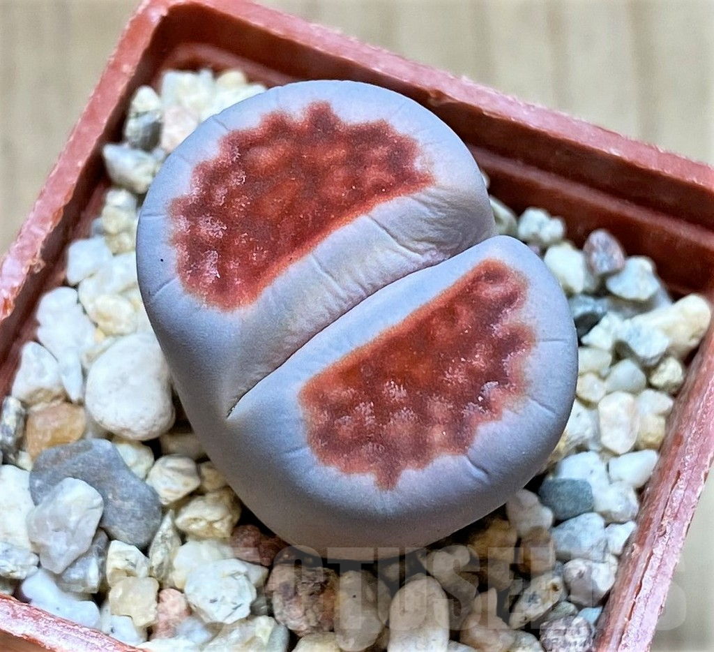 SHPR40930 Lithops karasmontana 'Lateritia', ex MG1634