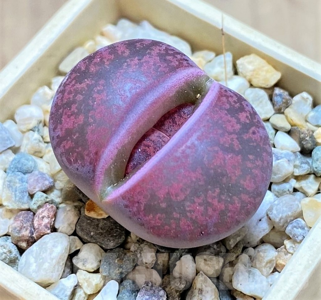 SHPR40935 Lithops lesliei 'Fred´s Redhead'