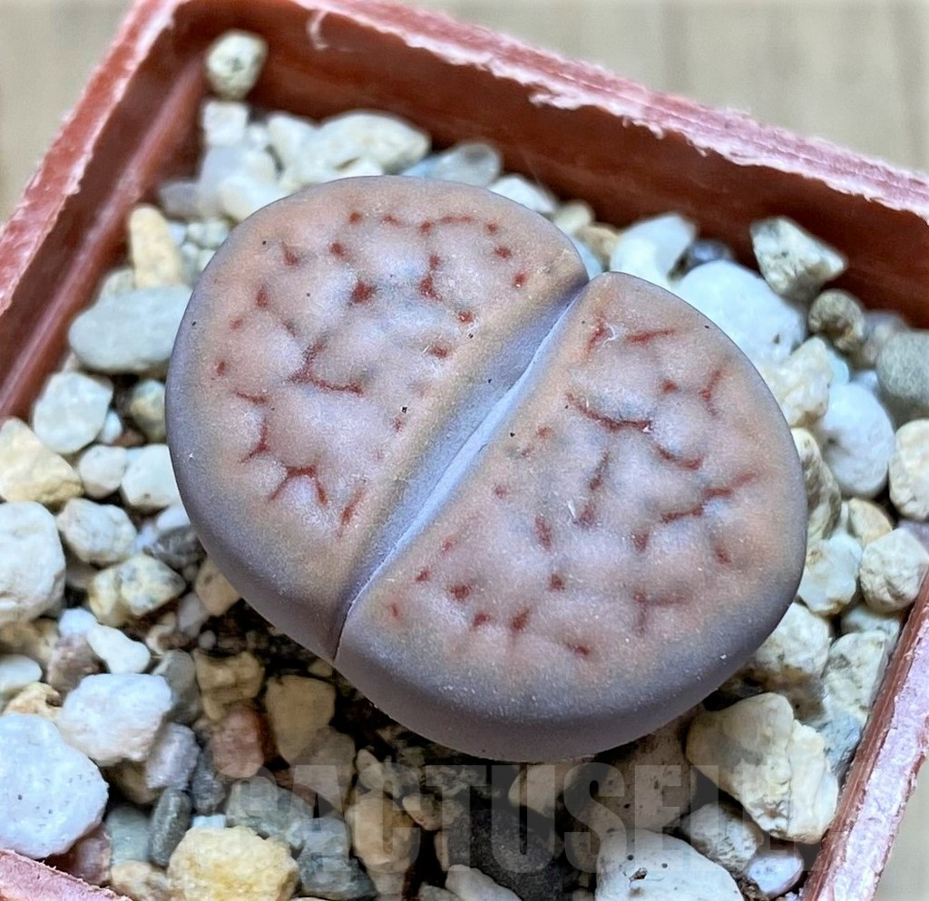 SHPR40940 Lithops schwantesii, ex Fritz