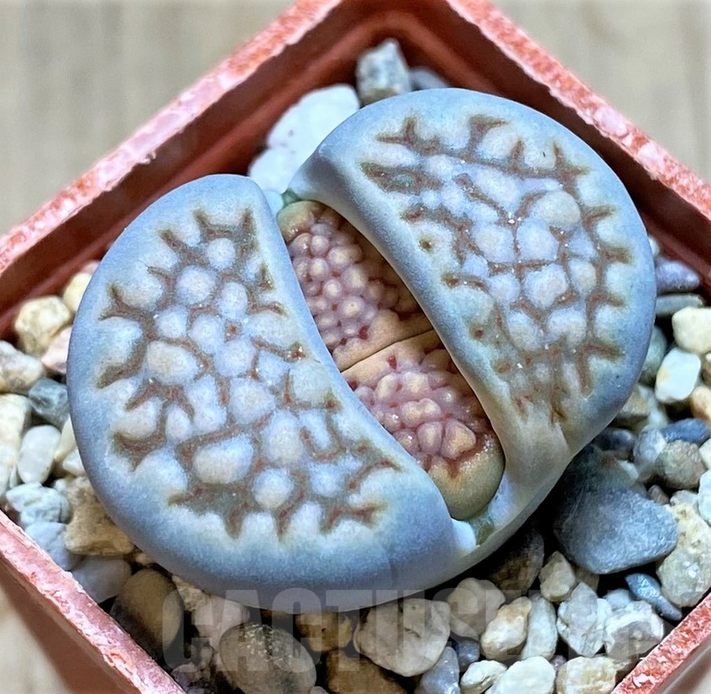 SHPR40942 Lithops hallii -Geelkop-