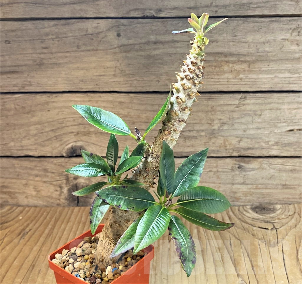 SHPR40179 Pachypodium baronii - Image 2