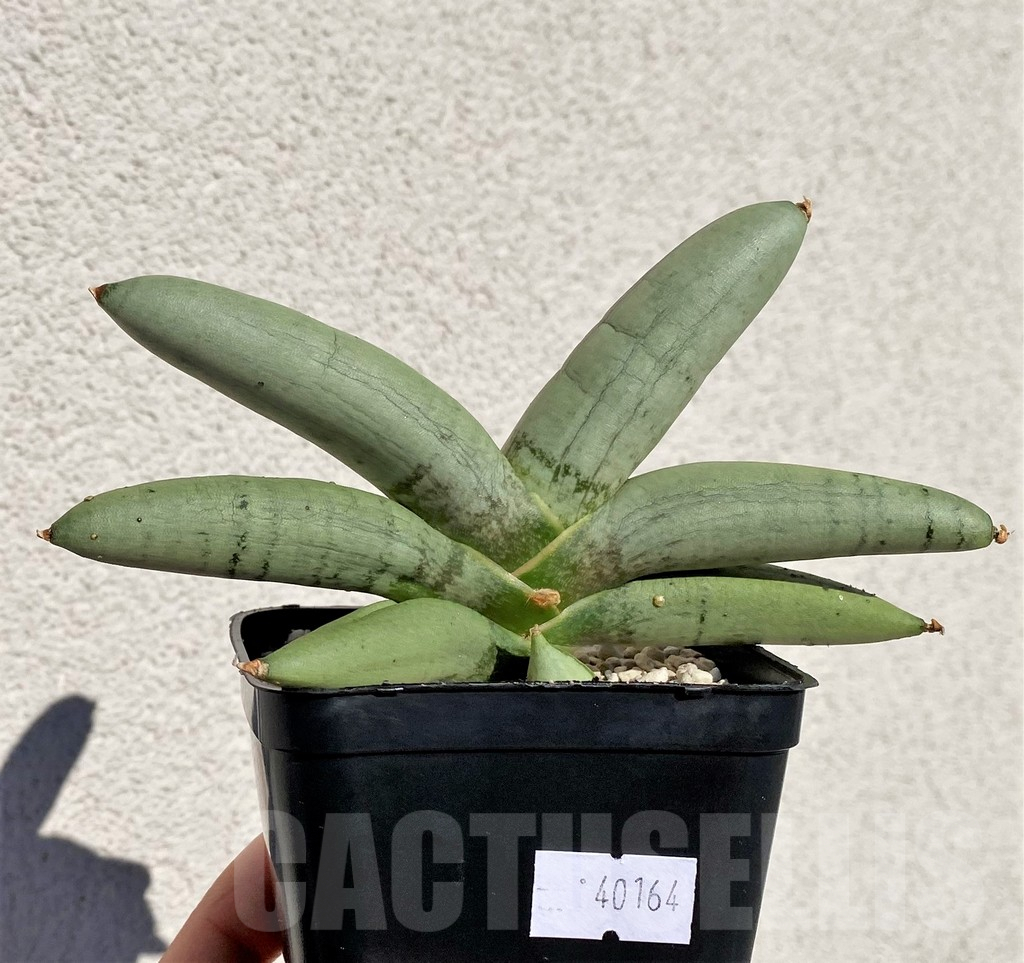 SHPR40164 Sansevieria boncel 'Platinum' - Image 2