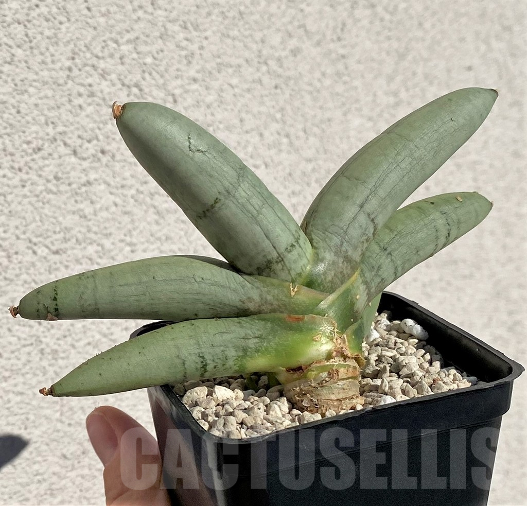 SHPR40164 Sansevieria boncel 'Platinum' - Image 3