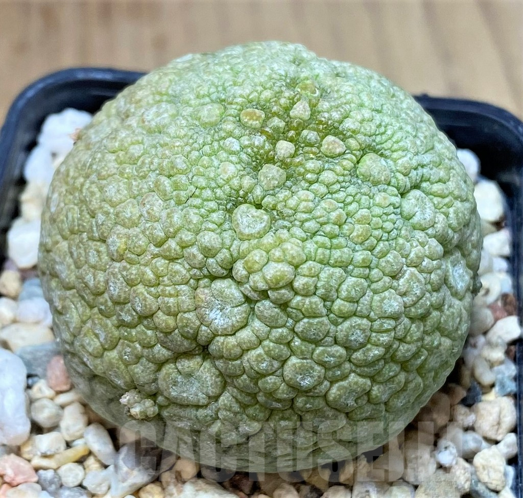 SHPR40147 Pseudolithos migiurtinus - Image 2