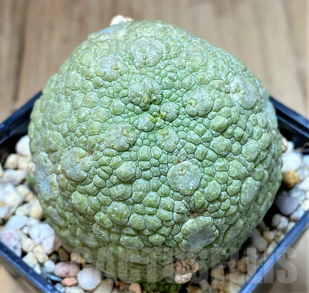 SHPR40148 Pseudolithos migiurtinus - Image 2
