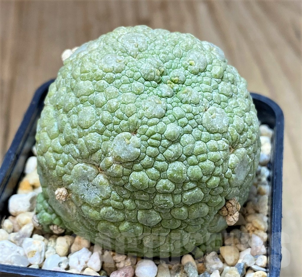 SHPR40148 Pseudolithos migiurtinus